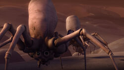 Krykna spiders