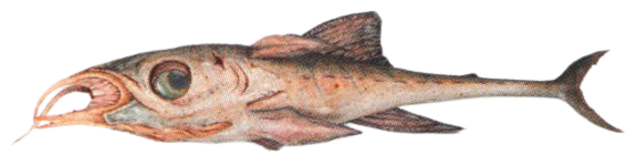 Spetan channelfish appearance in Common Appearance