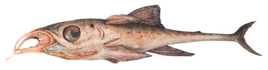 Spetan channelfish