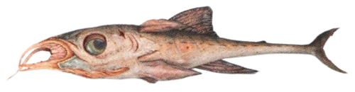 Spetan channelfish