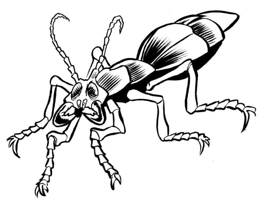 Fefze beetle appearance in Common Appearance