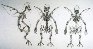 WattoSkeleton-SWCTP