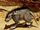 Ratto womp