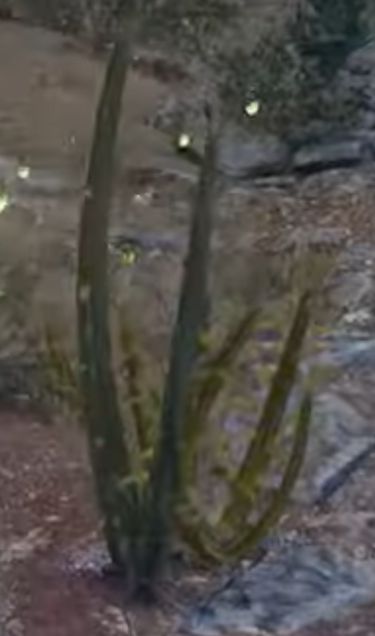 Cactus appearance 