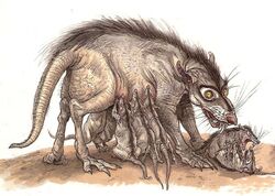 Womp Rat