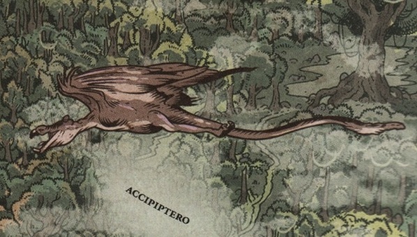 Accipiptero appearance 