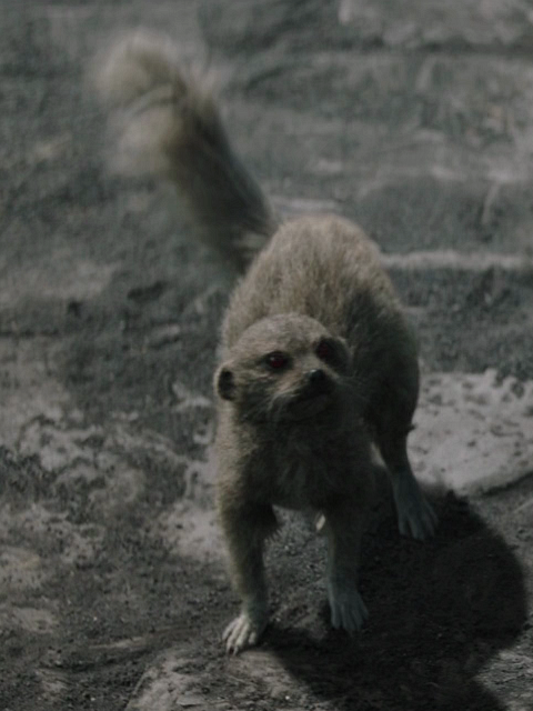 Unidentified lava meerkat appearance in Common Appearance