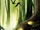 Yoda9-GarbettCover.png