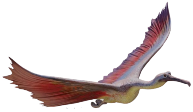 Sommato bird appearance 