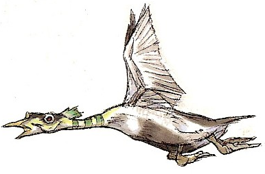 Quadduck appearance 