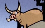 Unidentified pig species appearance 