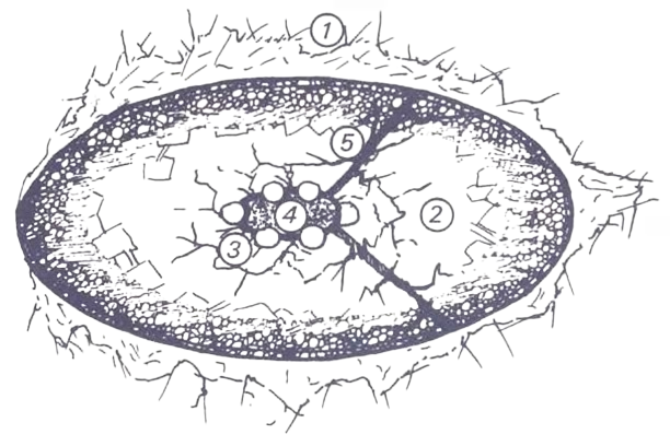 Gorgorror appearance in Common Appearance