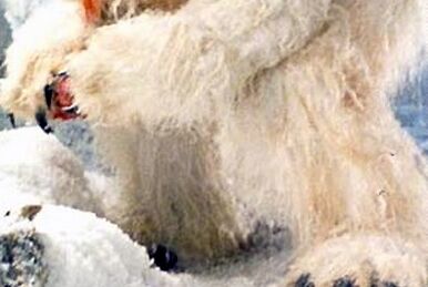 Was the Wampa Attack in Empire Strikes Back Created to Explain