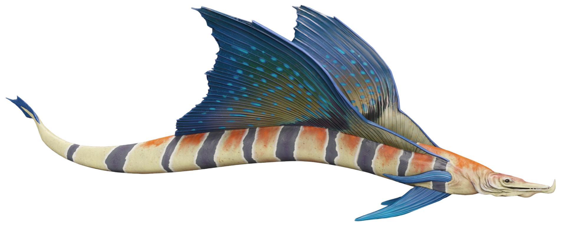 Snakefish appearance in Common Appearance