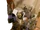 SWL95-CoverArt.png