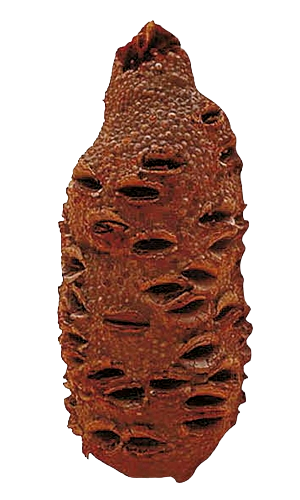 Sidi gourd appearance 