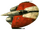 Rho-1 Limulus-class courier