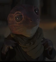 フロッグ・レディ