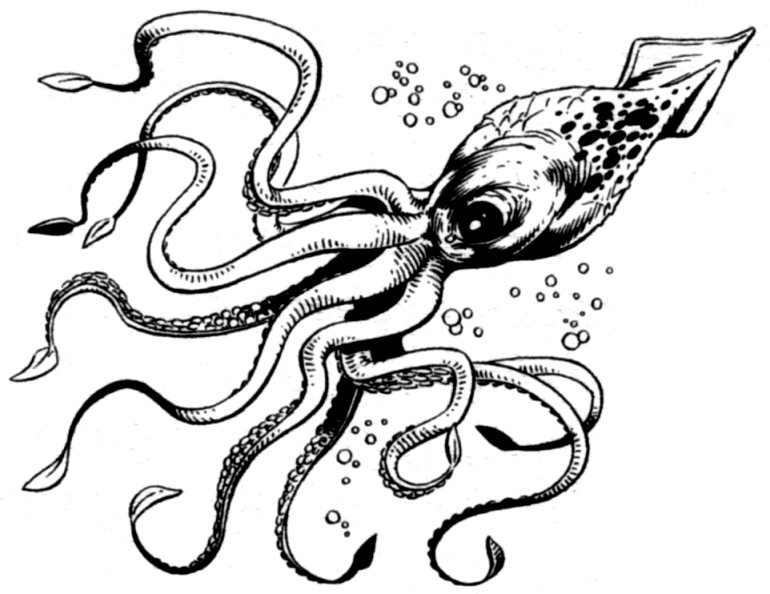 Giant squid appearance in Common Appearance