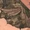 Unidentified winged creature