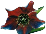 Millaflower/Legends