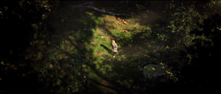 Forest on Zakuul