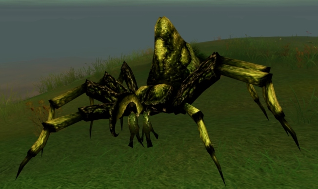 Hermit spider appearance in Common Appearance