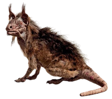 Womprat-BOBFCE