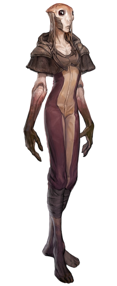 Phydolon appearance 