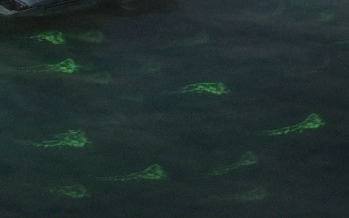 Luminescent green ray appearance in Common Appearance