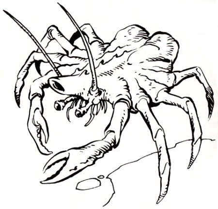 Jodakan needler crab appearance in Common Appearance