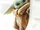 Star Wars Insider წარმოგიდგენთ: მანდალორელი, მეორე სეზონი, საკოლექციო გამოცემა, მეორე ტომი