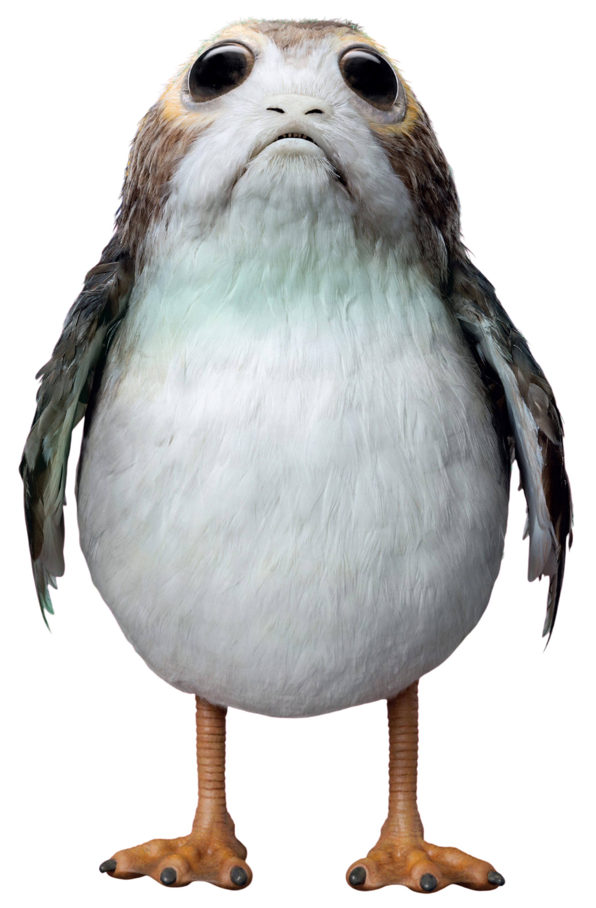 Porg appearance 