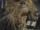 Chewbacca