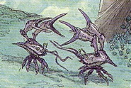 Yobshrimp (Geen schaalvis)