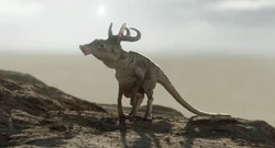 Horned scurrier