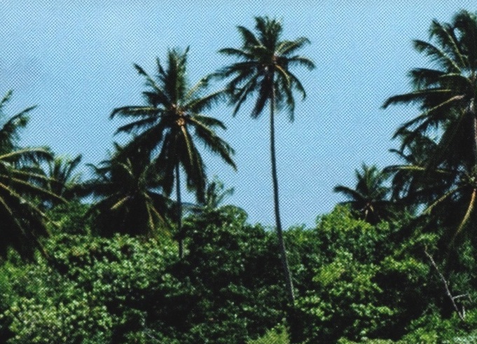 Areca nut palm tree appearance in Common Appearance