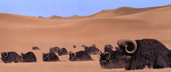 Bantha herd