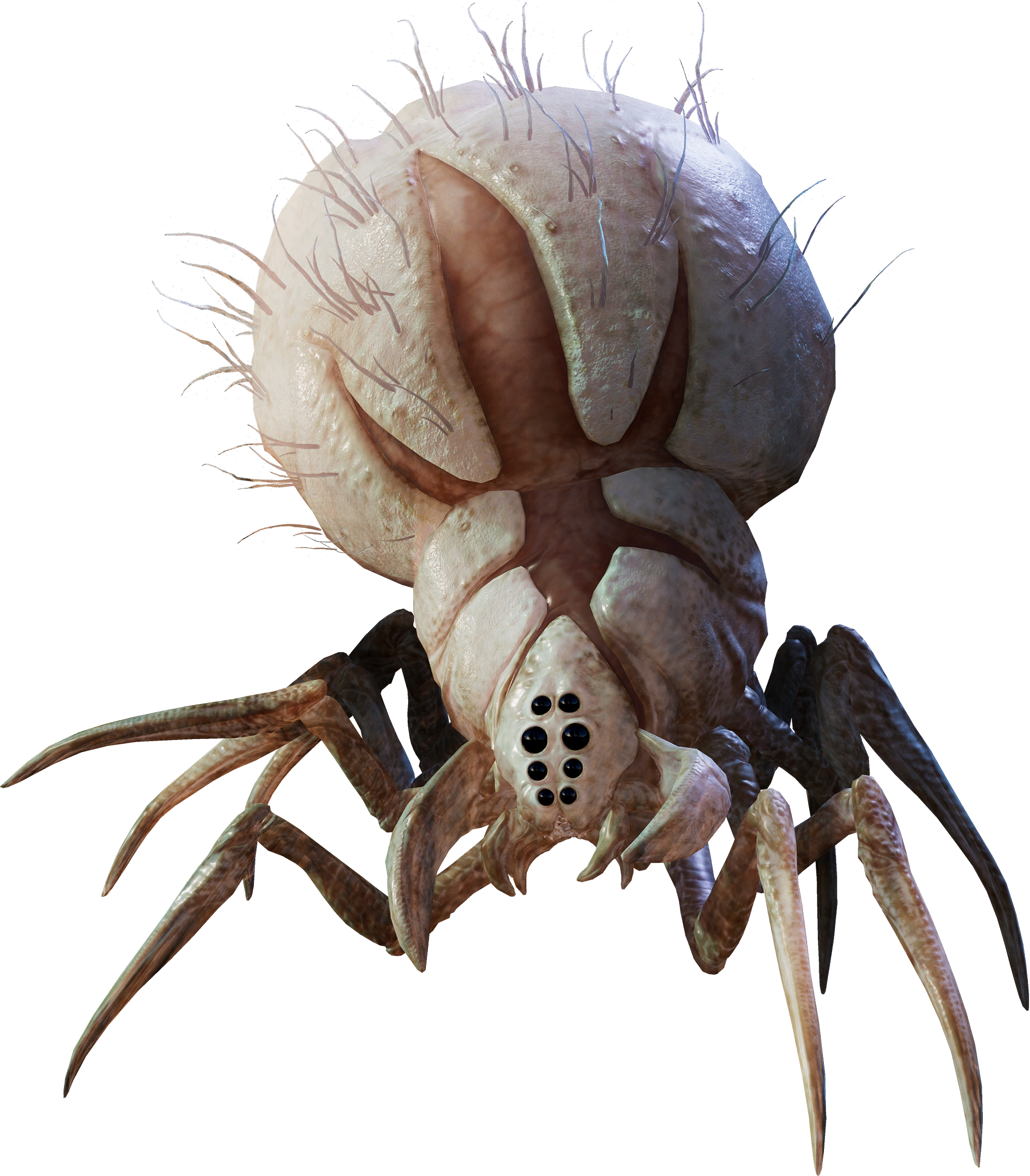 Albino Wyyyschokk appearance 