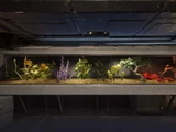Terrarium