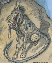 An anooba in a  camp looking surprisingly friendly