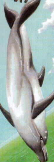 Ecco wiki sale
