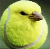 TennisBallBird