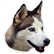 :tihusky: (rare)