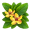 :shrub: (common)