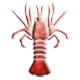 Level 3 Spiny Lobster