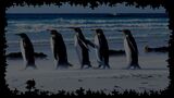 King Penguins (common)