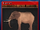 Zoo Rampage - Elephant