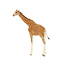 :zoogiraffe: (common)