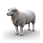 :whitesheep: (Common)